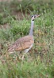 White-bellied Bustard